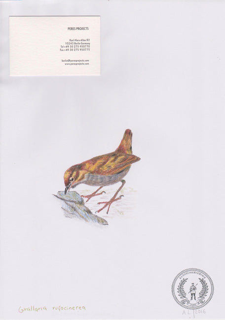 Grallaria rufocinerea