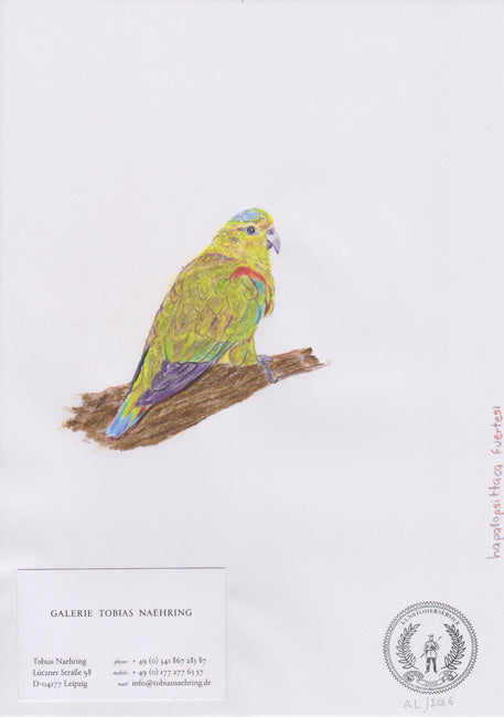 Hapalopsittaca fuertesi