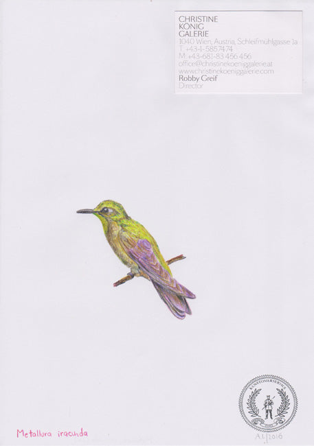 Metallura iracunda