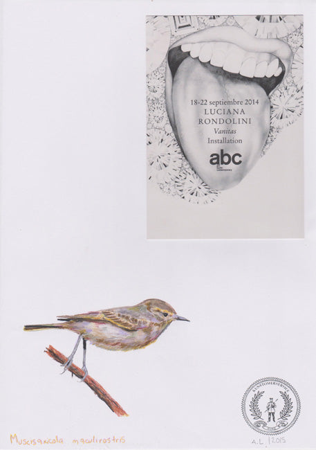 Muscisaxicola maculirostris