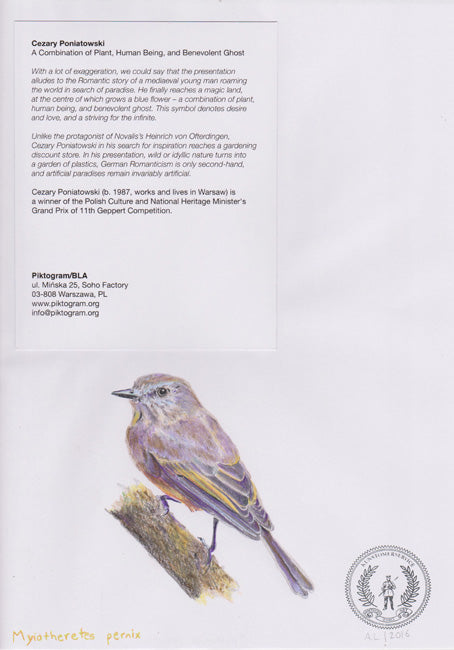 Myiotheretes pernix