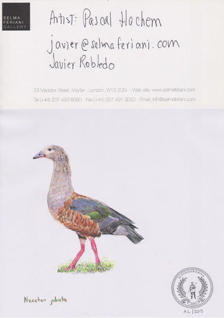 Neochen jubata
