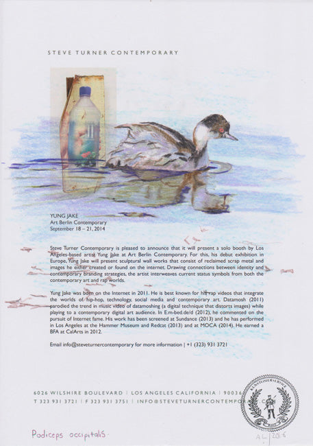 Podiceps occipitalis