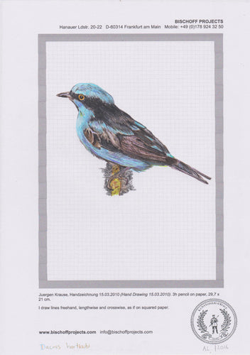 Dacnis hartlaubi