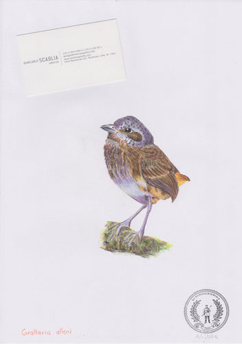 Grallaria alleni