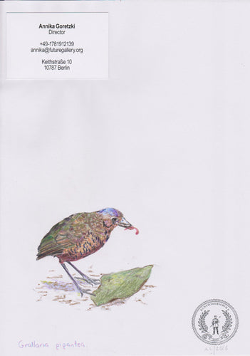 Grallaria gigantea