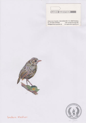 Grallaria kaestneri