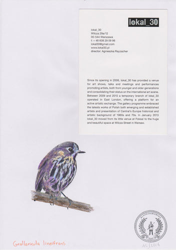 Grallaricula lineifrons