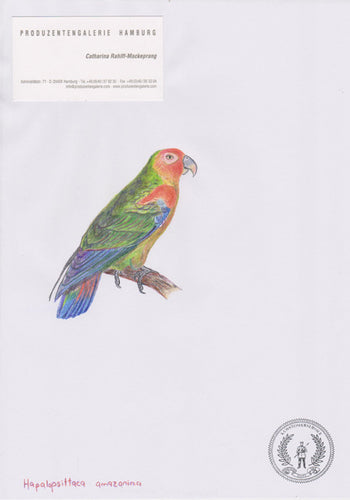 Hapalopsittaca amazonina