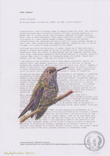 Haplophaedia lugens