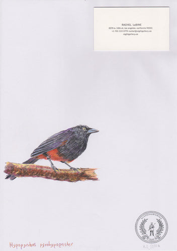 Hypopyrrhus pyrohypogaster