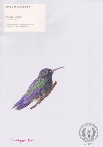 Lepidopyga lilliae