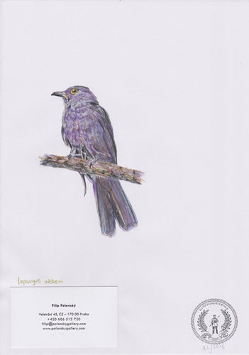 Lupagus weberi
