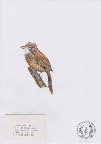 Margarornis bellutus