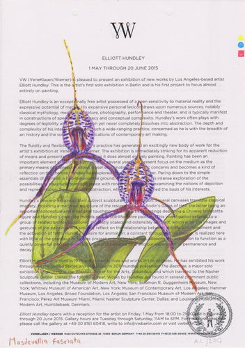 Masdevallia fasciata