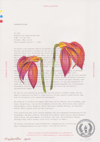 Masdevallia ignea