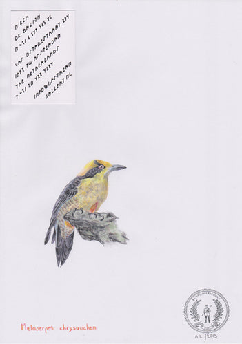 Melanerpes chrysauchen