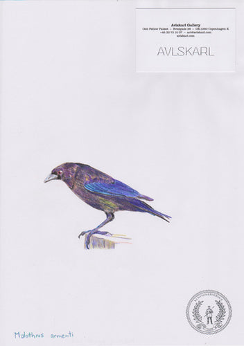 Molothrus armenti