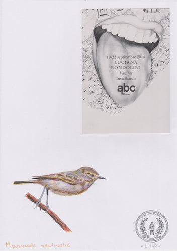 Muscisaxicola maculirostris