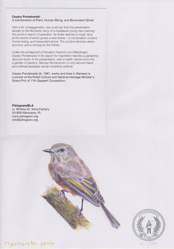 Myiotheretes pernix