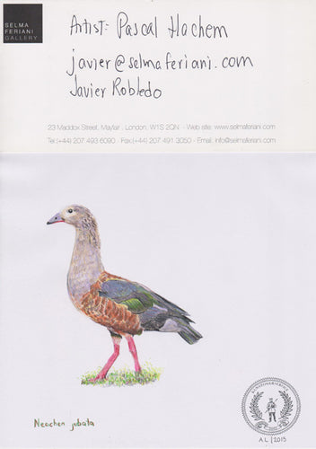 Neochen jubata