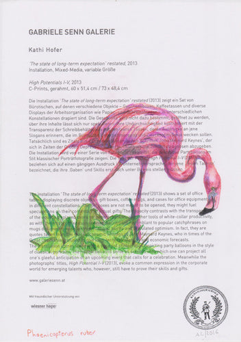 Phoenicopterus ruber
