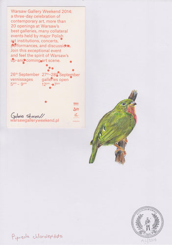 Pipreola chlorolepidota