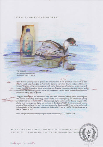 Podiceps occipitalis